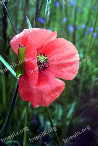 Poppy Petals Wild Flowers Pre Country