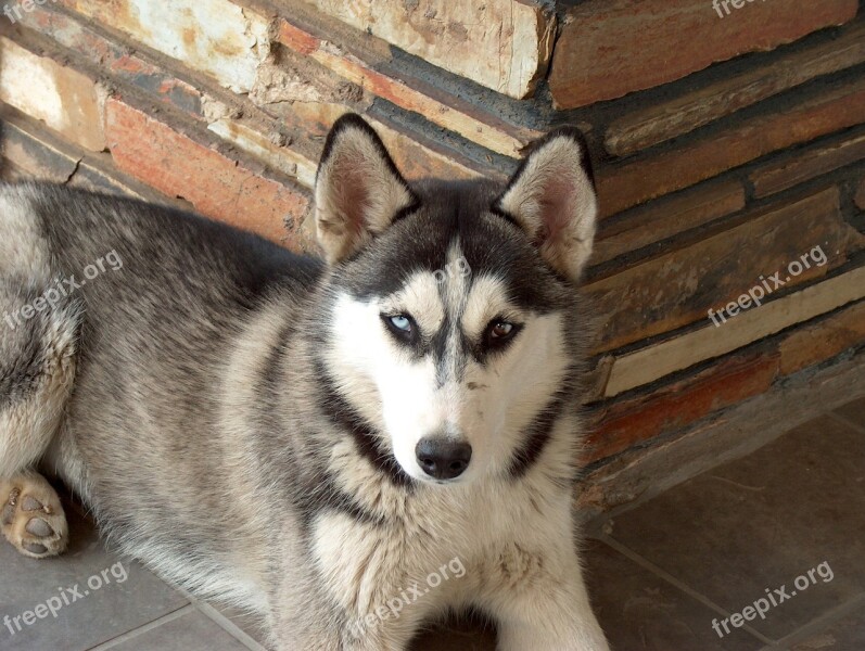 Husky Dog Pet Animal Canine