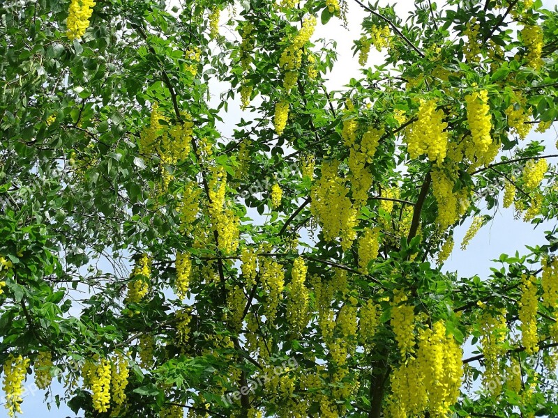 Laburnum Tree Bush Nature Green