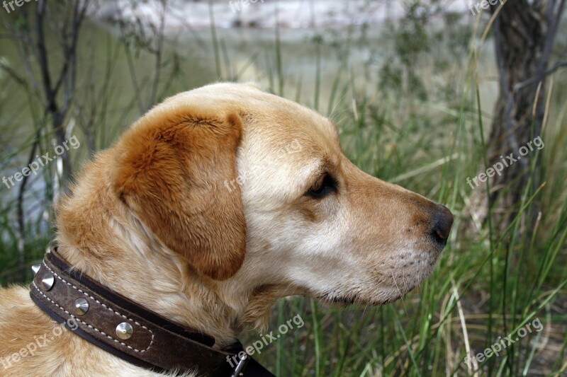 Labrador Dog Pet Retriever Animal