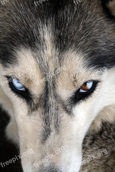 Husky Eye Dog Canine Portrait