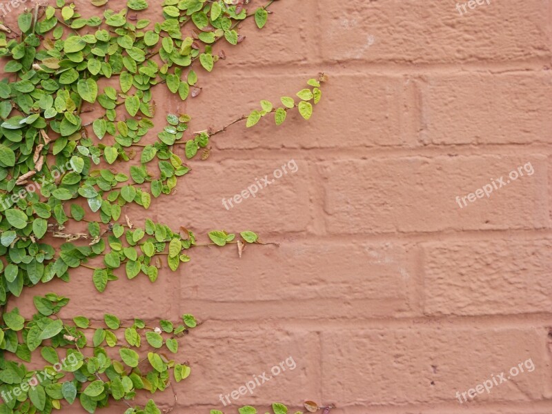 Ivy Ivy On Wall Brick Wall Painted Brick Wall Nature Background