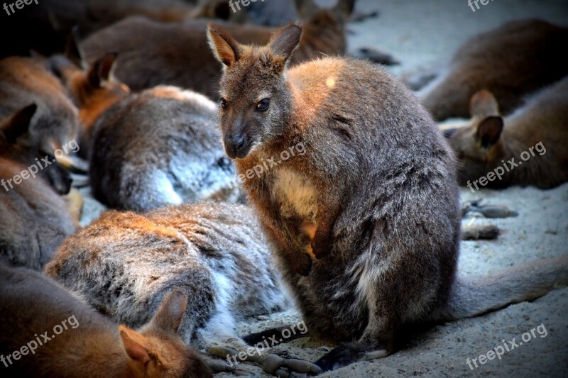 Kangaroo Purse Zoo Free Photos