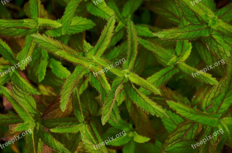 Peppermint Mint Green Herbs Leaves