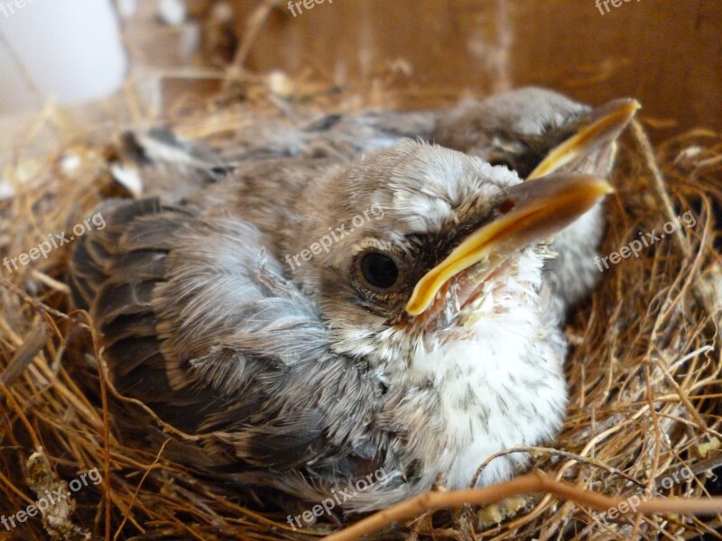 Bird Ave Turtledove Chick Free Photos