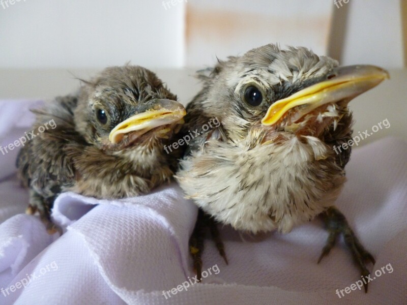 Bird Ave Turtledove Nature Chick