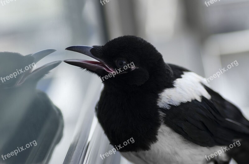 Bird Magpie Animal Feather Free Photos