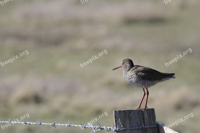 Redshank Seevogel Nordfriesland Free Photos