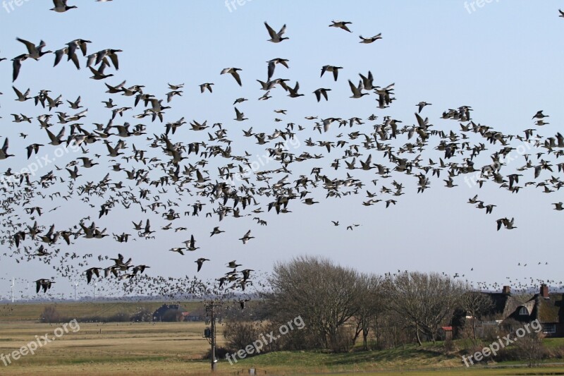 Nun Geese Geese Westerhever Nordfriesland Free Photos