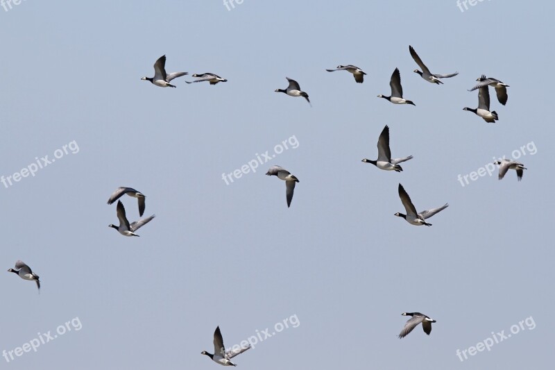 Nun Geese Geese Westerhever Nordfriesland Free Photos