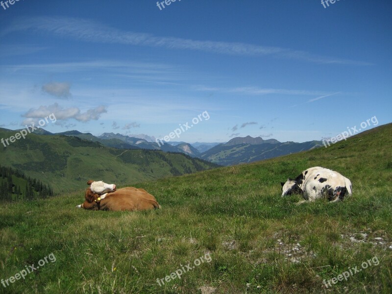 Alm Cows Cow Alpine Mountains