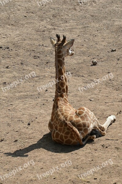 Giraffe Baby Sitting Resting Ground