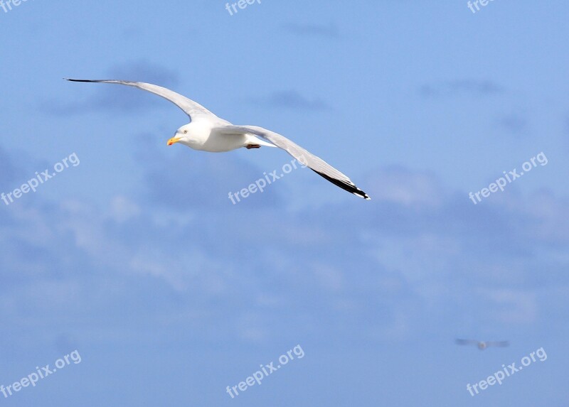 Seagull Sea Bird Flight Gull