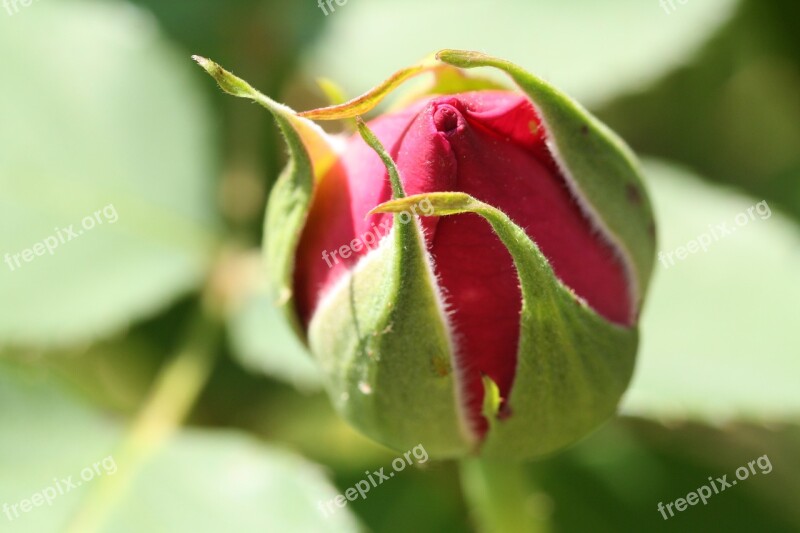 Flowers Rose Buds Bud Flowering