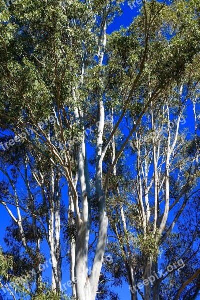 Eucalyptus Trees Australian Forest Natural