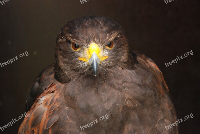 Bird Bird Of Prey Beak Eye Nature