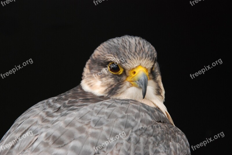 Bird Bird Of Prey Beak Eye Nature