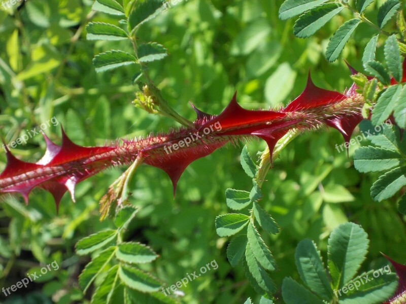 Barbed Rose Wild Rose Omeiensis Pteracantha Free Photos