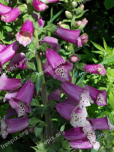 Thimble Flower Toxic Medicinal Plant Digitalis Purpurea