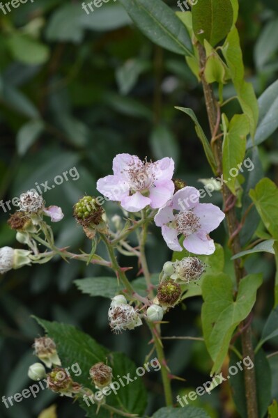 Wild Blackberry Nature Plant Edible Fruits Of The Forest