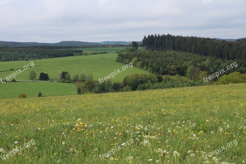 Grass Pasture Meadow Landscape Fields