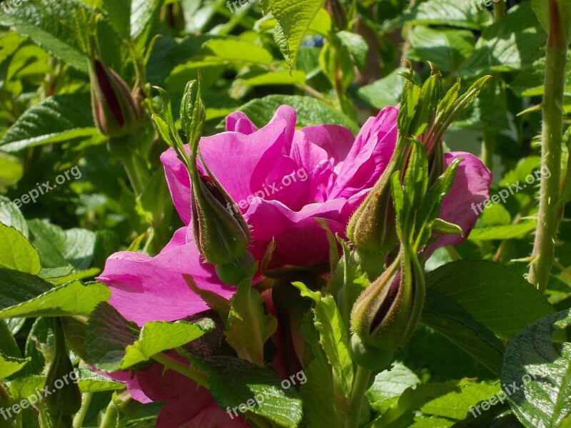 Rosa Rugosa Rose Potato Rose Bush Blossom