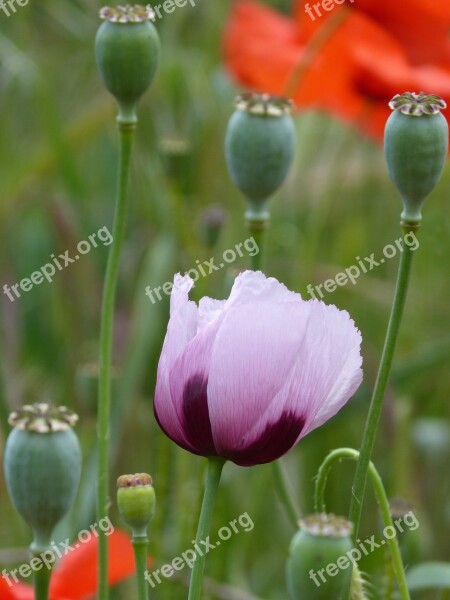 Papaver Somniferum Gravel Poppy Ababol Free Photos