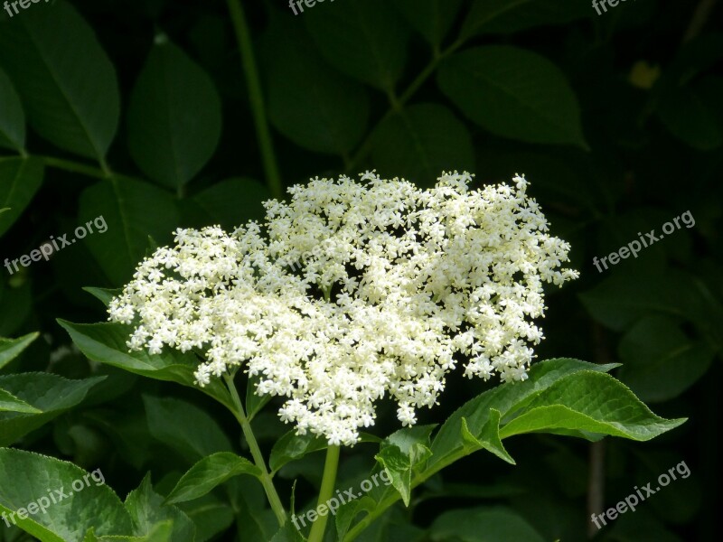 Elder Elderflower Medicinal Plants Phytotherapy Sambucus Nigra