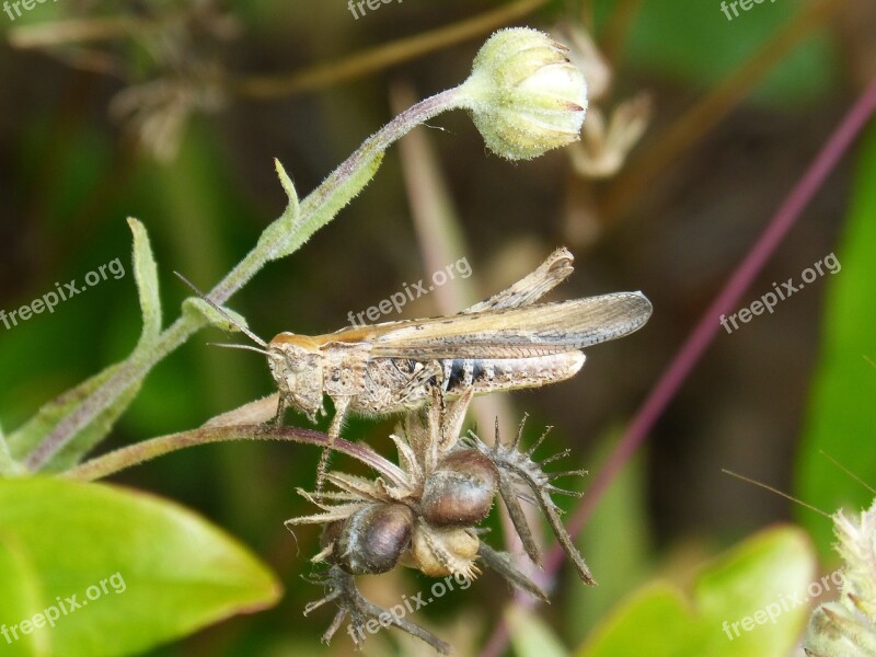 Grasshopper Lobster Small Tiny Insect