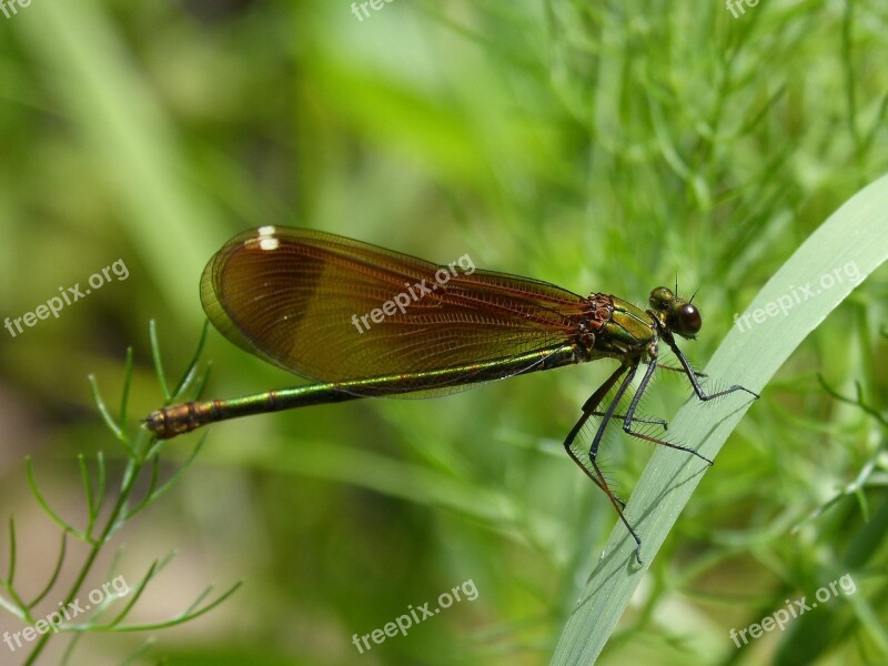 Calopteryx Haemorrhoidalis Dragonfly Wings Detail Beauty