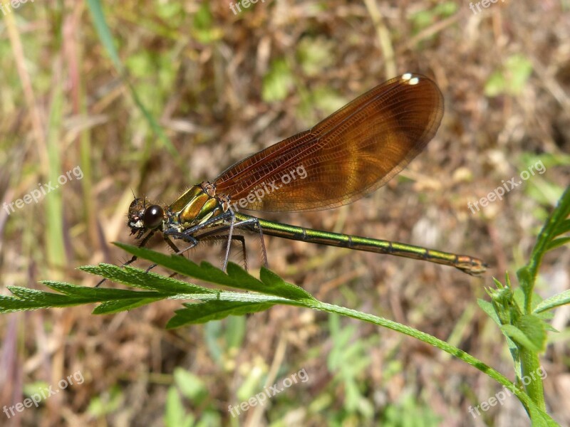 Calopteryx Haemorrhoidalis Dragonfly Wings Detail Beauty