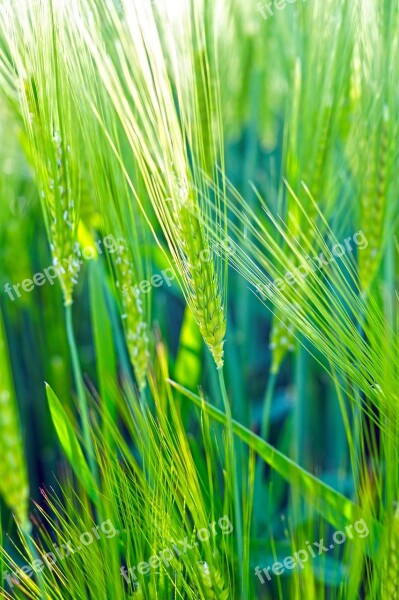 Wheat Green Field Cereals Epi