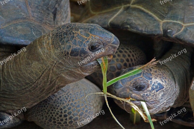 Turtle Animal Animals Carapace Nature