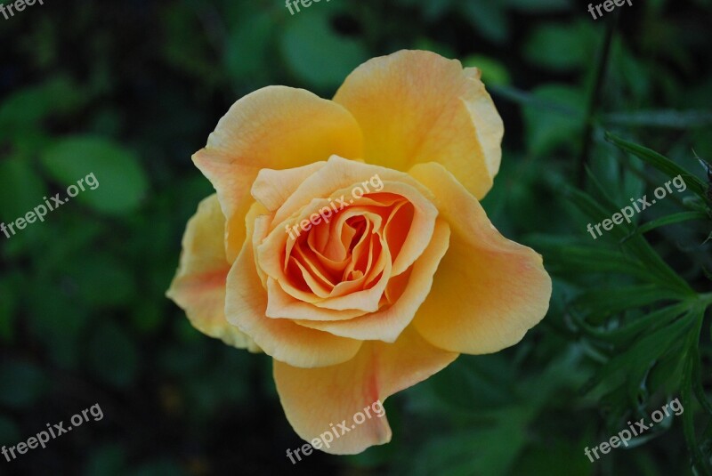 Rose Flower Bloom Joy Of Life Free Photos