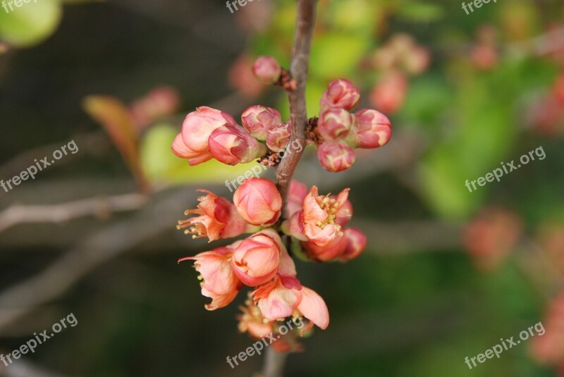 Nature Branch Spring Blossom Red