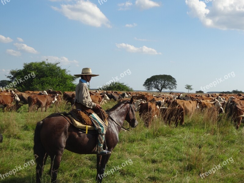 Gaucho Argentina Cattle Cows Free Photos