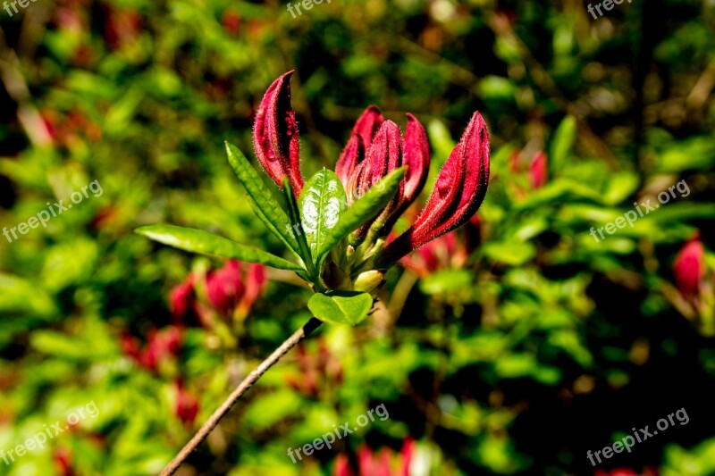 Azalea Rhododendron Flowers Plant Spring