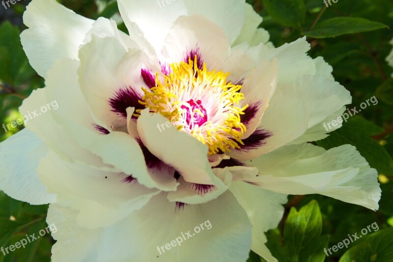 Peony White Blossom Bloom White Splendour