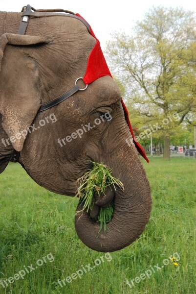 Animal Elephant Grass Food Tame