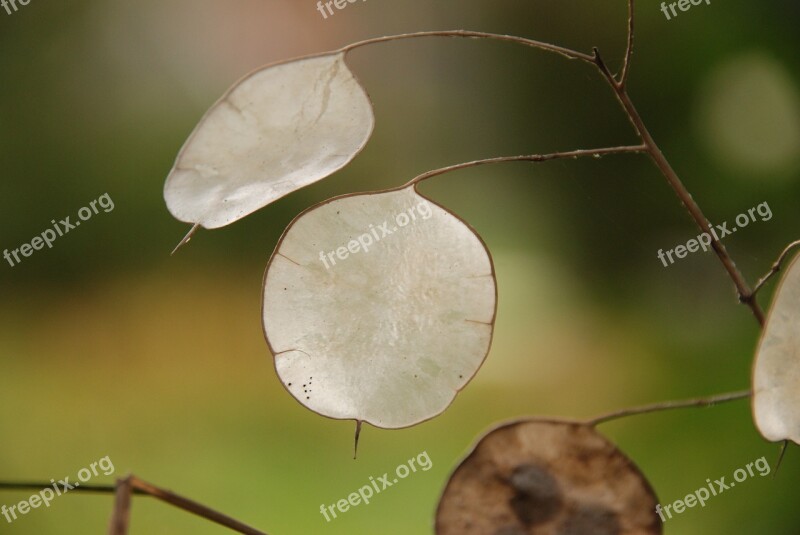 Nature Plant Honesty Autumn Green