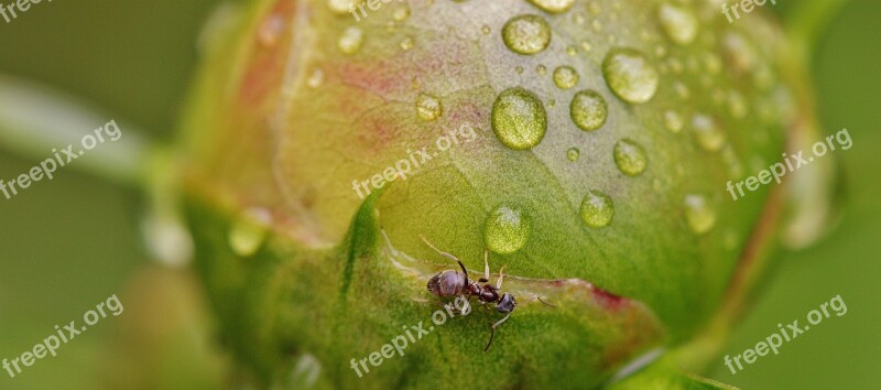 Peony Bud Ants Rain Drip