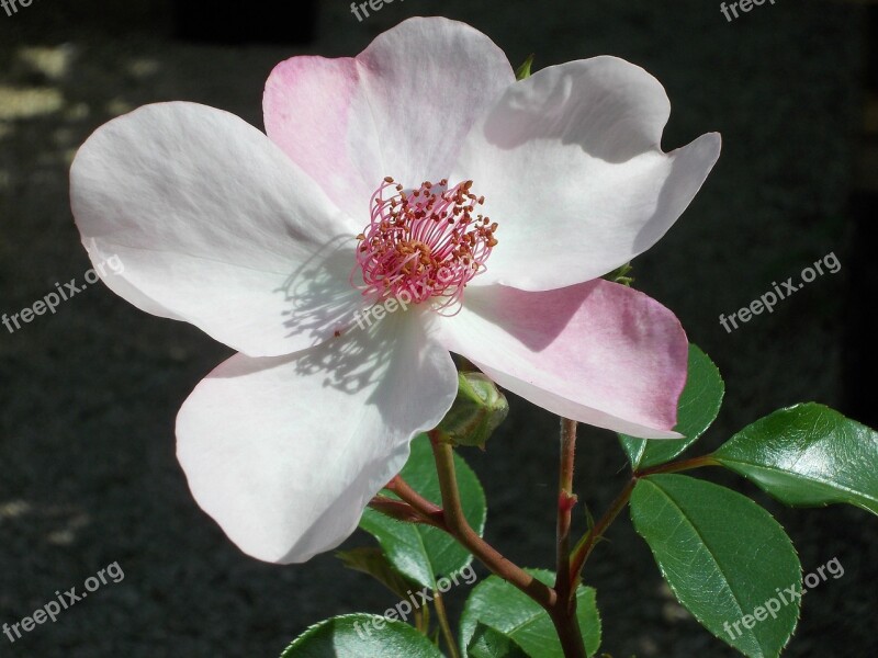 Pink Dainty Bess Rose Floribunda Free Photos