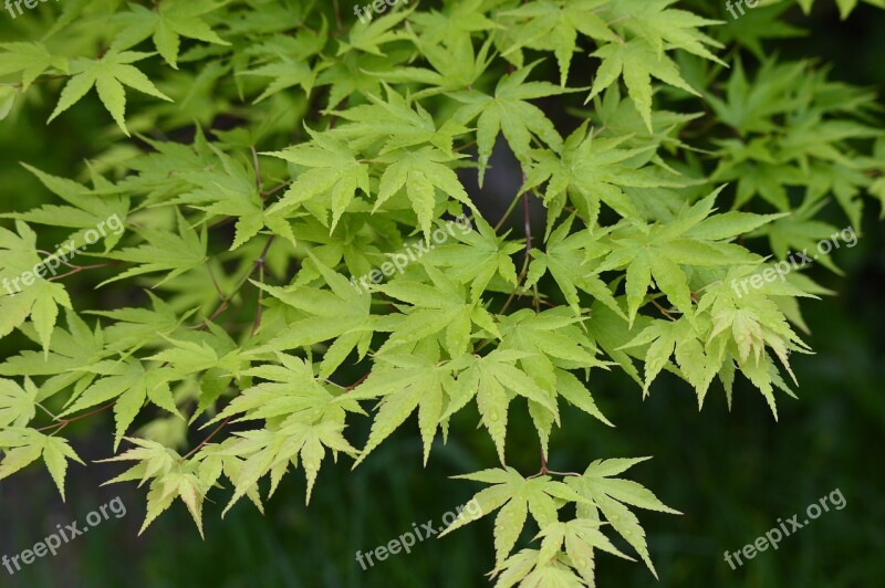 Maple Leaves Leaves Maple Free Photos