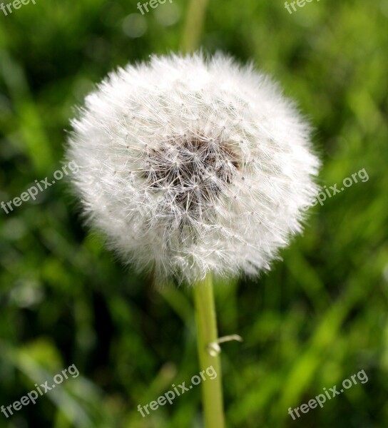 Dandelion Puff Ball Nature Puff Summer