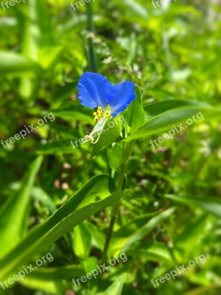 Dayflower Flowers Blue Blue-violet Yellow