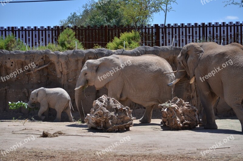 Elephant Elephants Family Zoo Wildlife