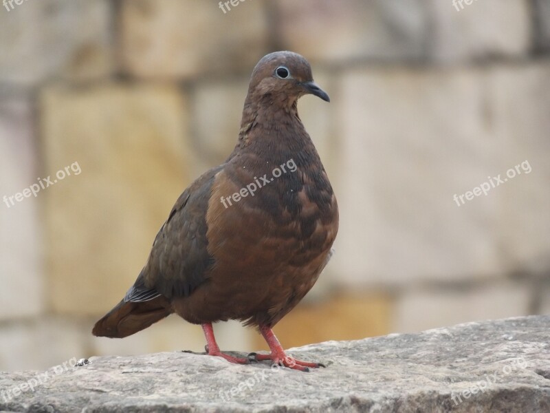 Paloma Ave Bird Palomo Animals