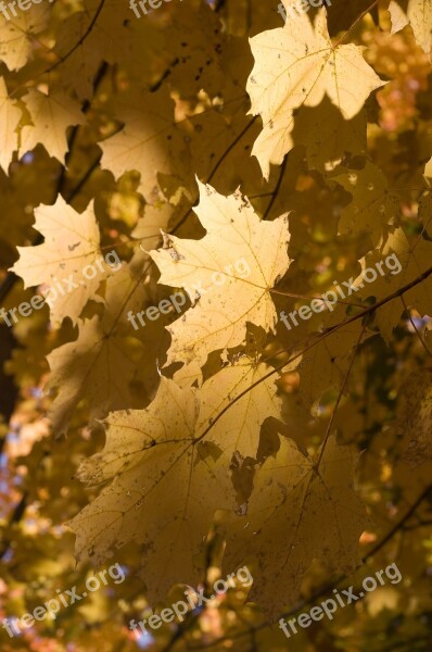 Leaves Golden Nature Trees Foliage