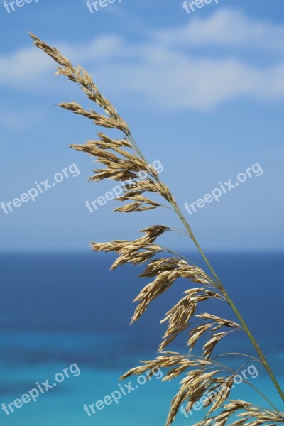 Sea Dried Herbs Seaside Dry Plant