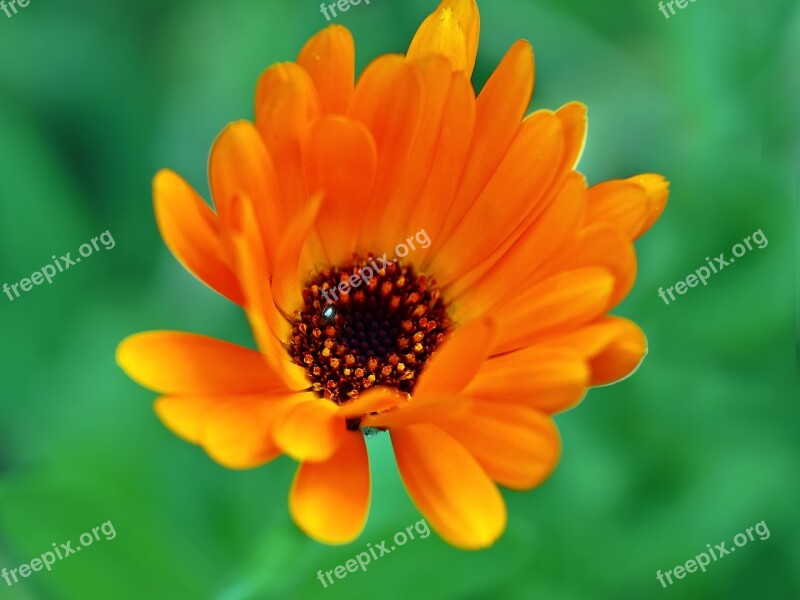 Calendula Marigold Medicinal Plant Calendula Officinalis Blossom